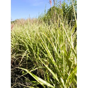 Baumfink Zebra Chinaschilf als Topfpflanze