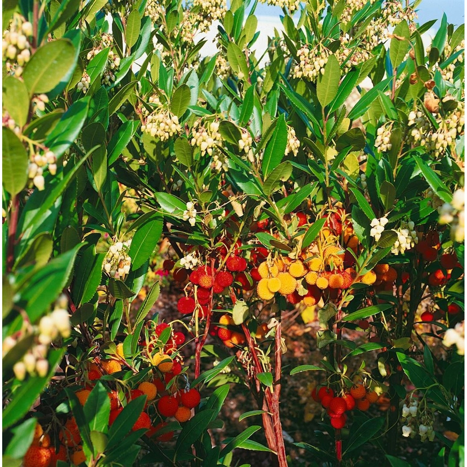 Arbutus Unedo Compacta Erdbeerbaum Immergrün 40–60 cm günstig online kaufen