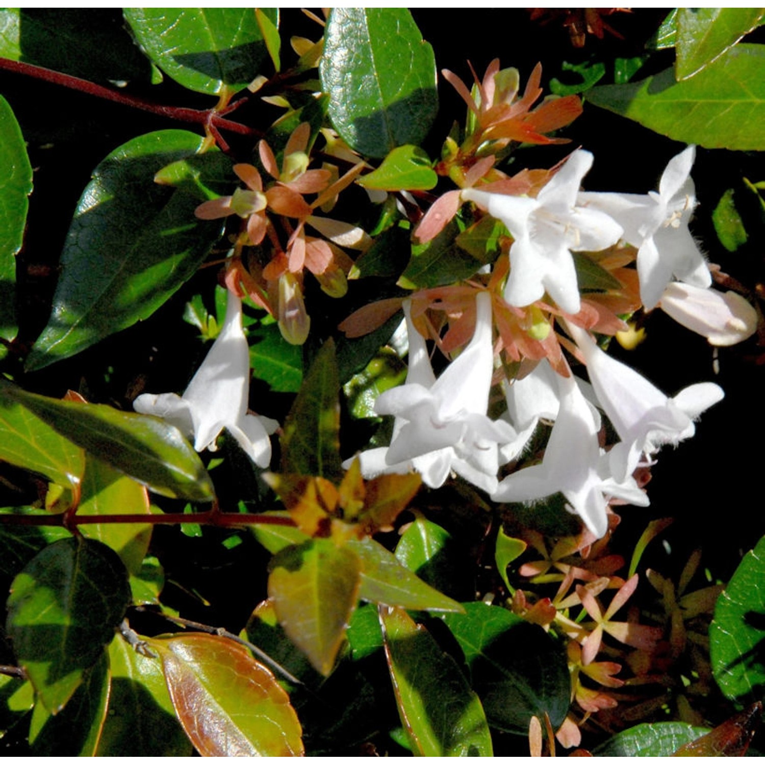 Großblumige Abelie 40-60cm - Abelia grandiflora günstig online kaufen