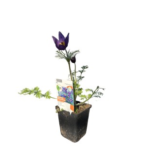 Kuhschelle 'Blaue Glocke' im Topf, ca. 9x9 cm. Blaue Blüte, ideal für Stauden-Gruppen.