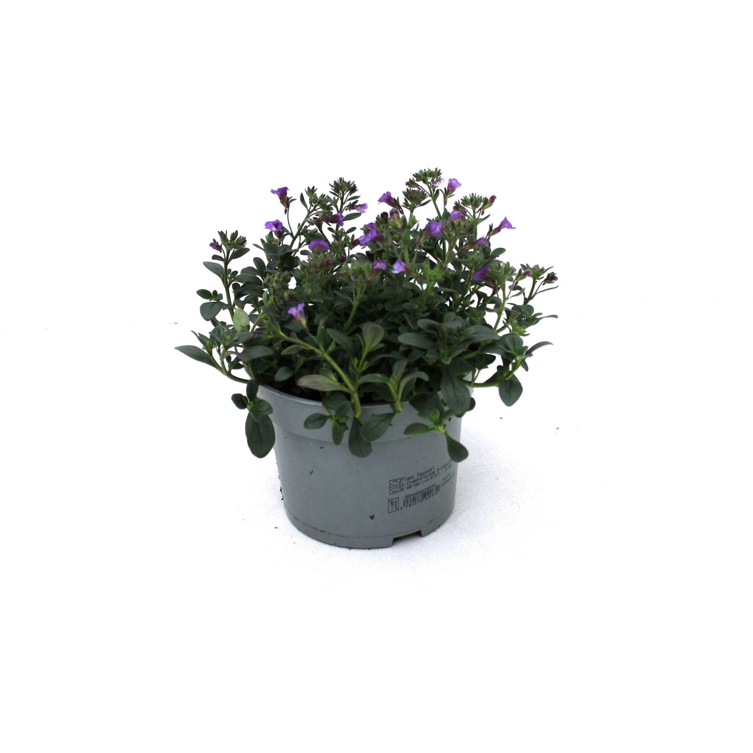 GROW BY OBI Chaenorhinum che.
