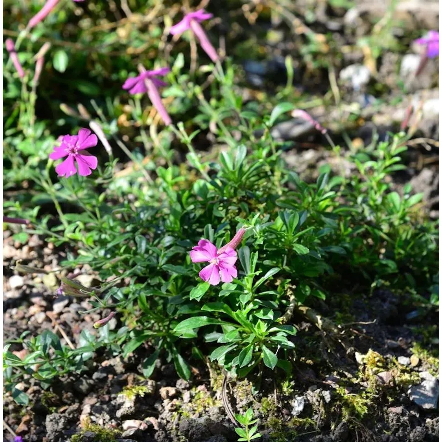 Leimkraut Splendens - Silene schafta