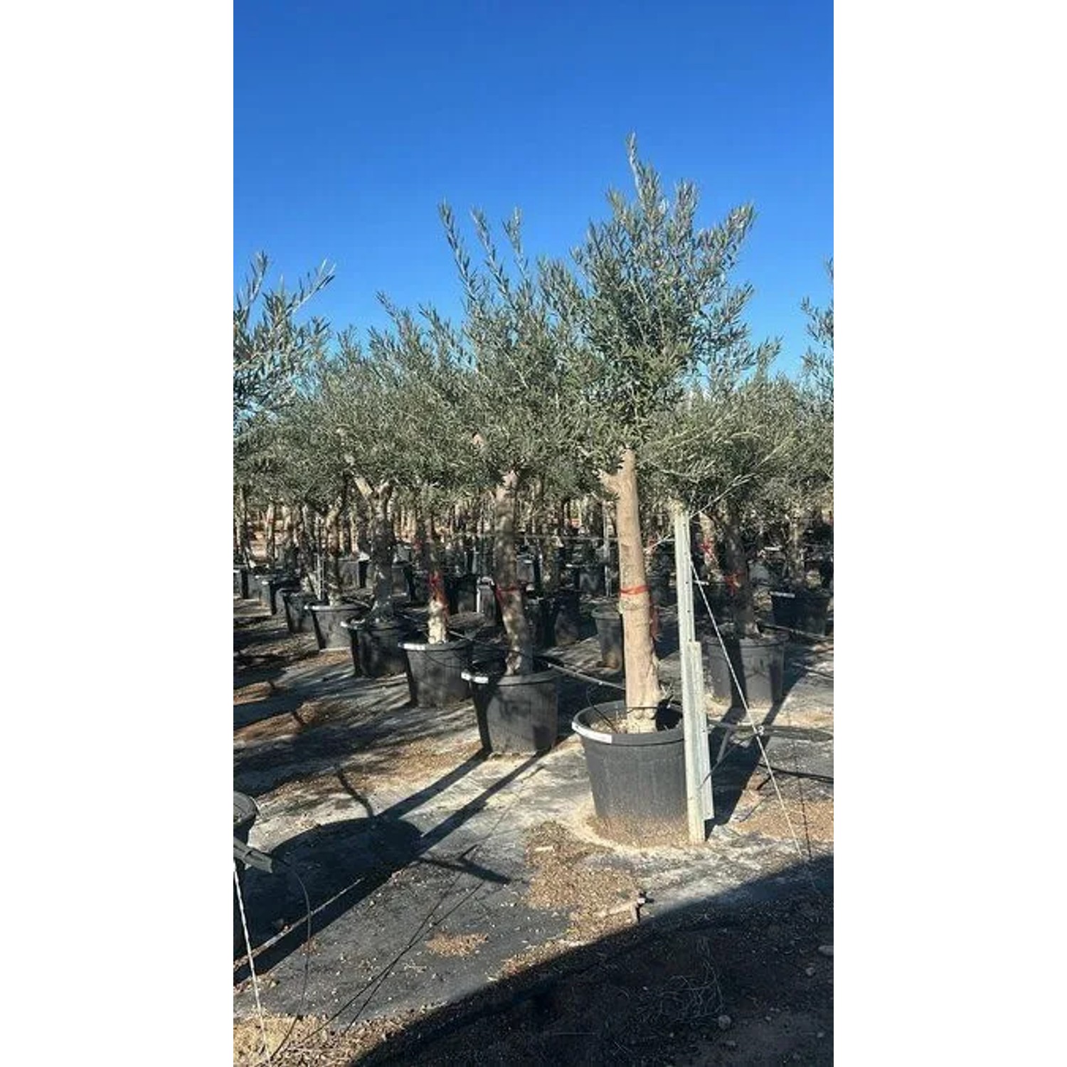 Verzweigter Olivenbaum, 190 cm, im Topf, mit dichter Krone. Winterharter Olea Europaea für Garten & Terrasse.