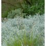 Grüne Sand Segge Jenneke (Carex arenarius) mit feinen Blütenständen im Garten. Robuste Staude für Ziergärten.