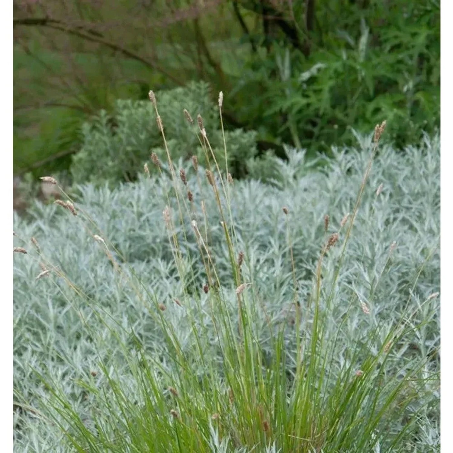 Sand Segge Jenneke - Carex arenarius