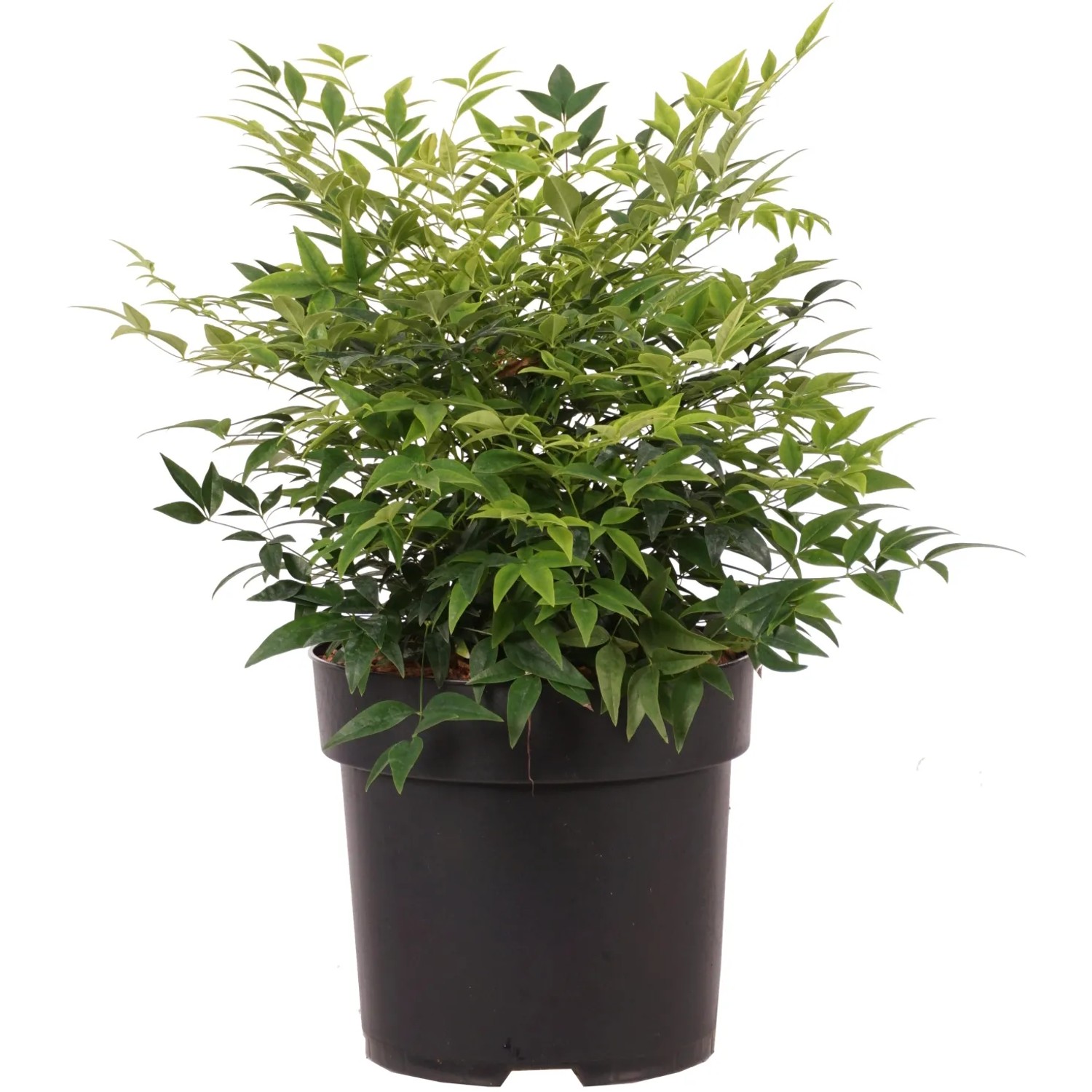 minymo bambus Minymo Bambus Viskose Body dusty ceder – coucou natur