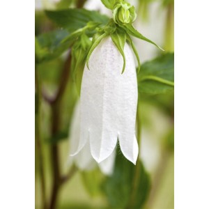 Nahaufnahme einer weißen, gefleckten Glockenblume (Campanula Punctata) im 9x9 cm Topf.