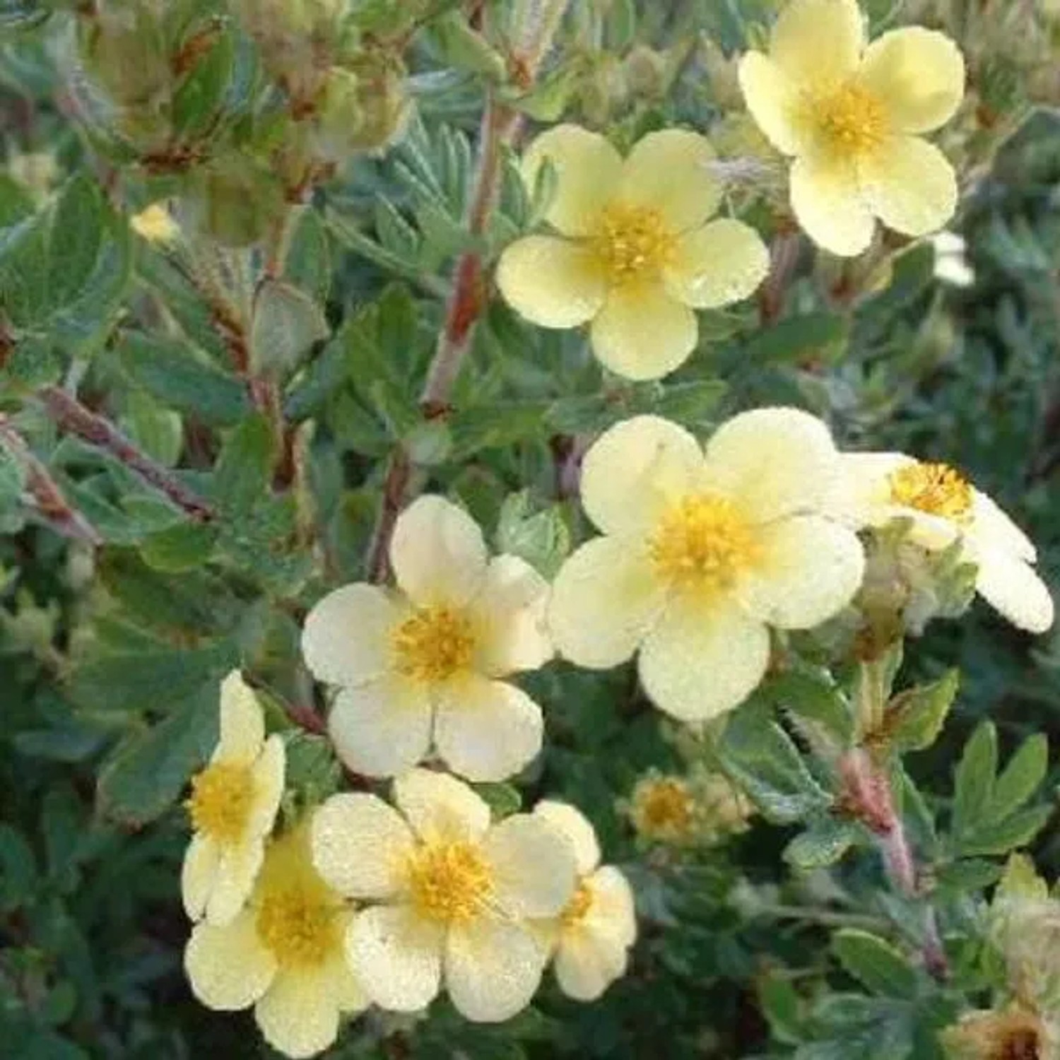 Fingerstrauch 'Maanelys' Potentilla fruticosa 25 bis 30 cm im Container Hellgelbe Blüten