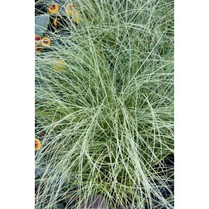 Detailaufnahme des Ziergrases Carex Comans Amazon Mist im 9x9 cm Topf mit silbergrünem Laub.