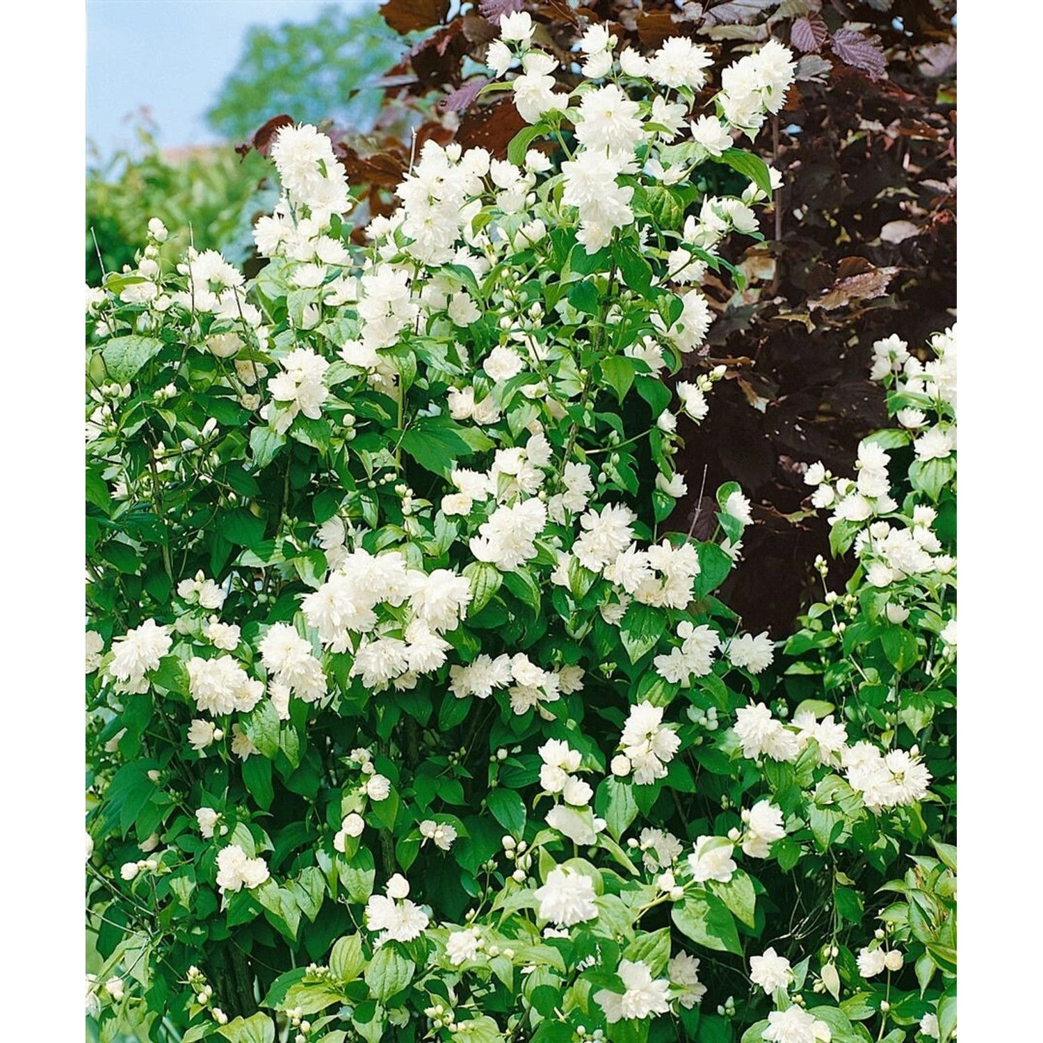 Üppig blühender Duftjasmin Schneesturm mit weißen Blüten im Garten.