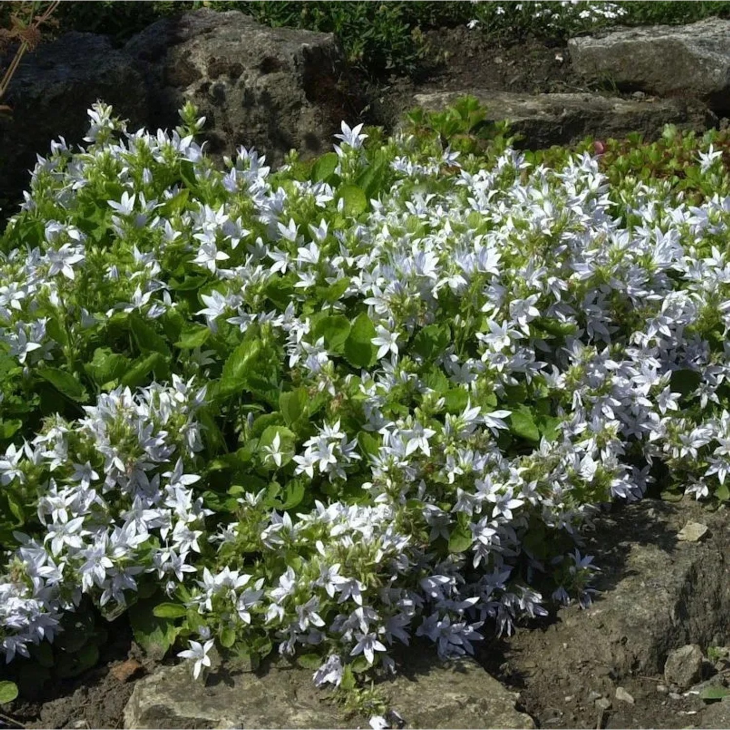 Glockenblume weiß - Campanula poscharskyana