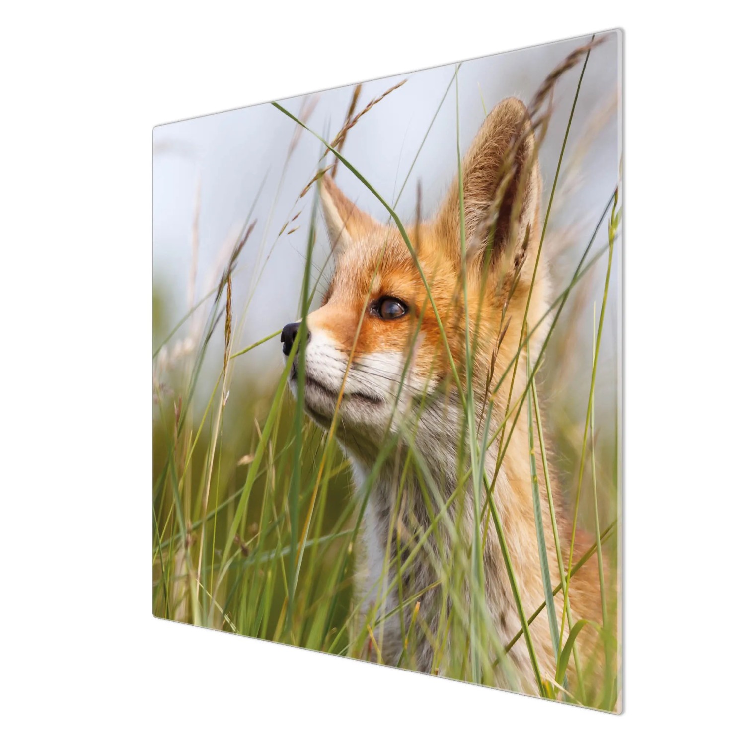 Banjado Herdabdeckplatte aus Glas mit Fuchs Motiv, 60x52cm, auch als Schneidebrett nutzbar.