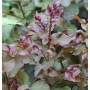Chinesische Kräuselmyrte Rhapsody in Pink, Strauch mit rötlichem Laub.