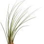Kleine, grüne Tillandsie (Höhe ca. 4 cm) in Hand gehalten. Ideal für helle Standorte und Feucht-Terrarien.