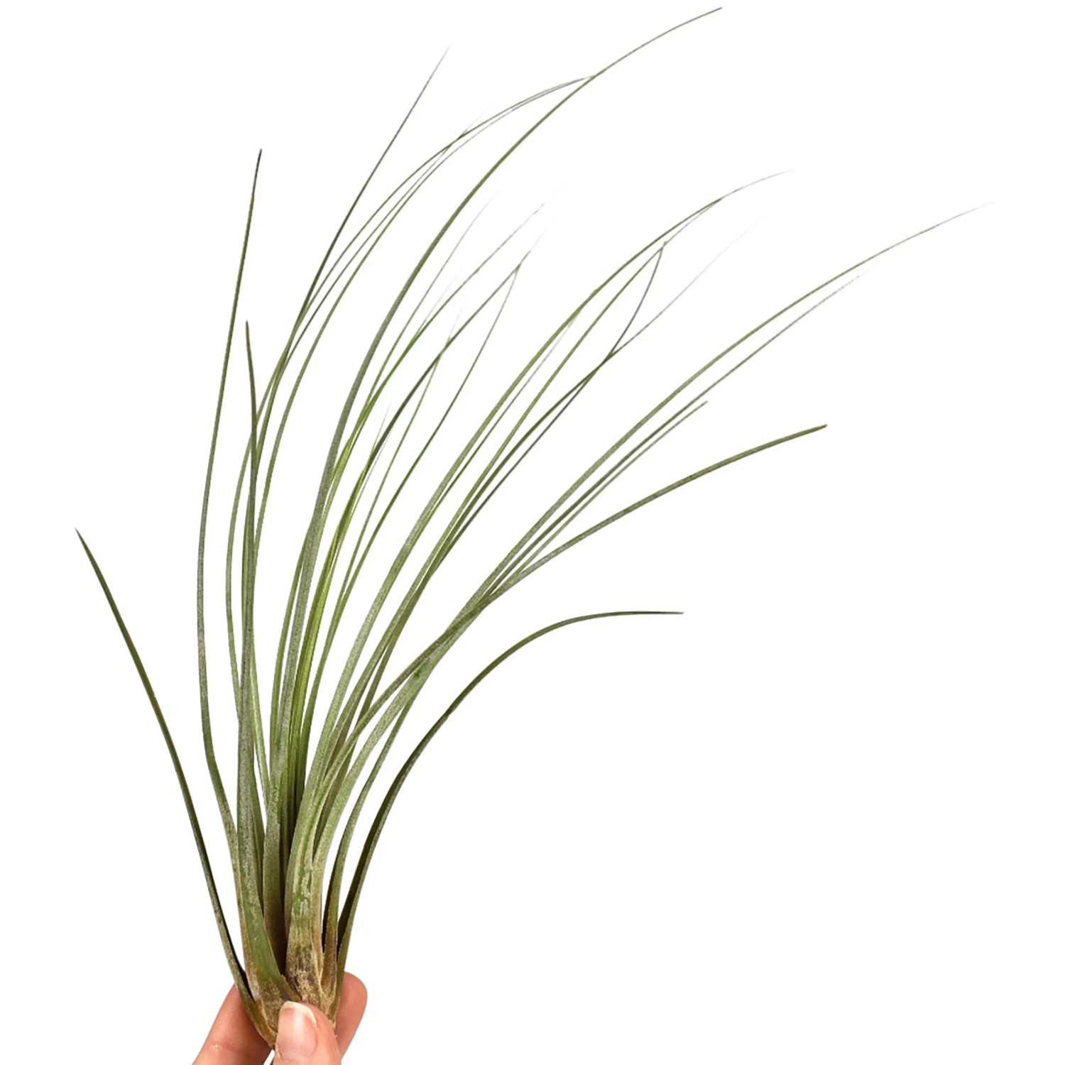 Kleine, grüne Tillandsie (Höhe ca. 4 cm) in Hand gehalten. Ideal für helle Standorte und Feucht-Terrarien.