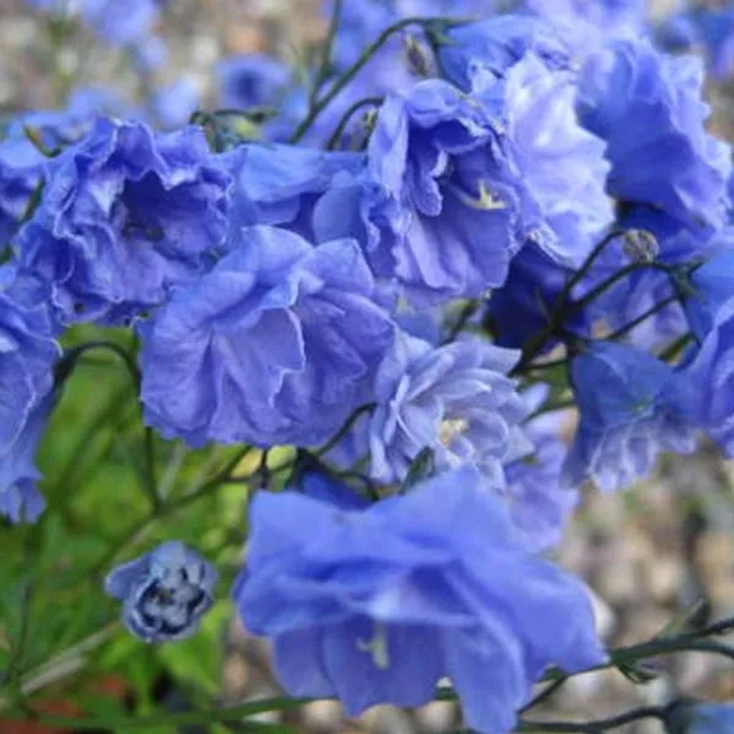 arborix 6 X Zwerg-Glockenblume 'Baby Blue' Campanula Cochleariifolia Topf 9cm Blaue Blüten