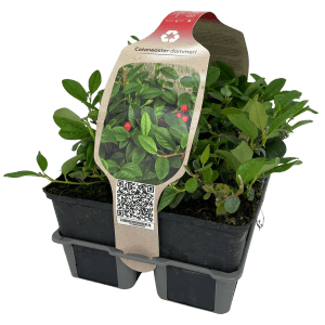 6er-Pack Teppichmispel (Cotoneaster dammeri) im Topf, winterhart und bodendeckend.
