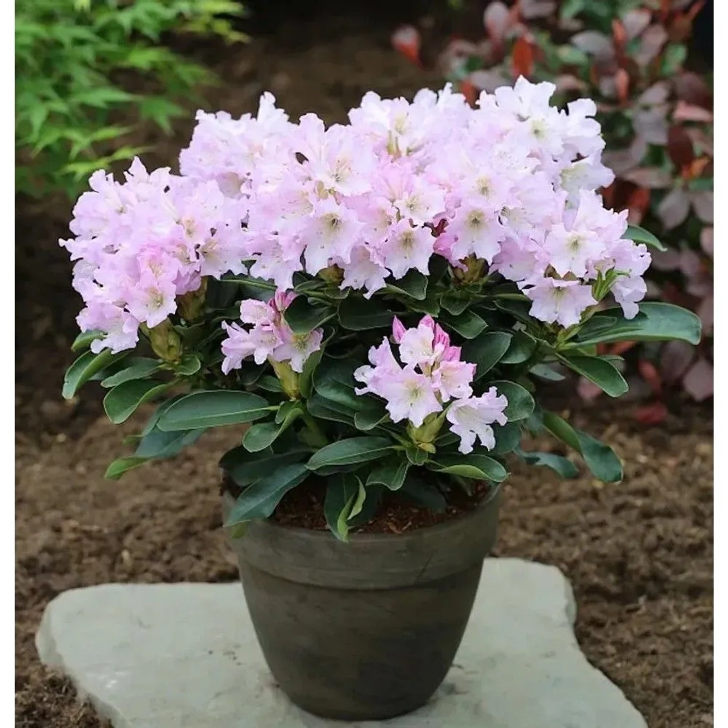 Großblumige Rhododendron Dufthecke,ila 25-30cm - Alpenrose