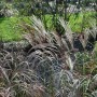 Chinaschilf 'Ferner Osten' im Garten: Ziergras mit rotbraunen Blütenrispen und grünem Laub.