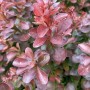 Baumfink Rote Heckenberberitze (Berberis thunbergii 'Atropurpurea') im Topf, purpurrote Blätter.