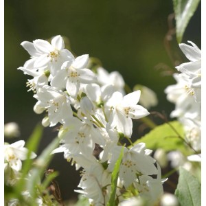 Nahaufnahme der weißen Blüten des Maiblumenstrauchs (Deutzia gracilis).