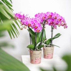 Zwei lila-rosa Kolibri Orchideen Phalaenopsis im Mineral Vienna Topf (9cm).