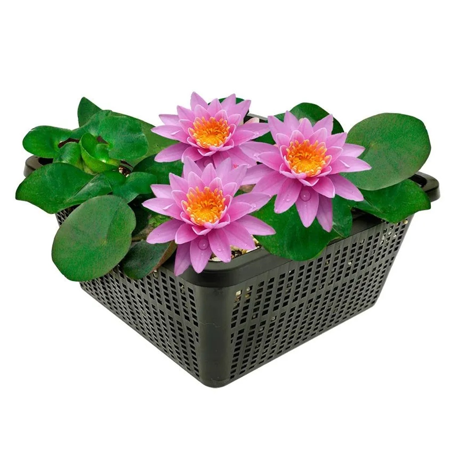 Vdvelde Rosa Seerose Komplettset Inkl Korb Substrat Kies & Nahrung