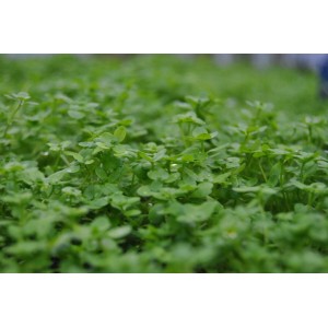 Nahaufnahme des grünen, dichten Gewöhnlichen Wassersternchens (Callitriche Palustris) im 9x9 cm Topf.