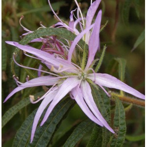 Nahaufnahme einer zartlila Spider-Azalee (Rhododendron macrosepalum) mit filigranen Blütenblättern.