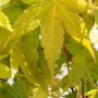 Nahaufnahme: Acer Palmatum Sangokaku, Japanischer Ahorn mit grünem Laub.