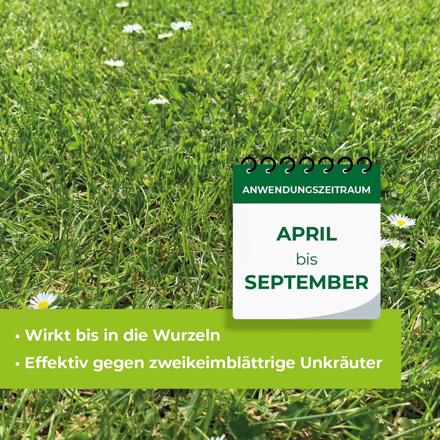 Anwendungszeitraum von Protect Garden Loredo Quattro Rasenunkrautfrei: April bis September.