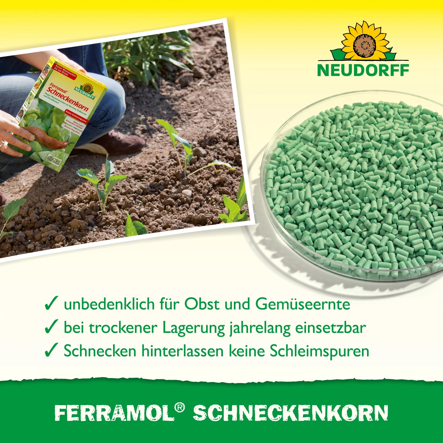 Neudorff Ferramol Schneckenkorn 1kg: Grüne Körner in Schale, Packung in Hand über Pflanze im Beet.