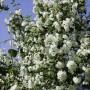 Üppig blühender, weißer Duftjasmin (Philadelphus Virginal) im Gegenlicht.