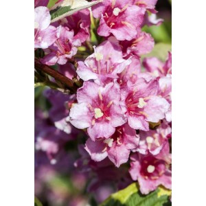 Nahaufnahme der rosa Blüten der Weigelie Florida Nana Variegata, einer buntlaubigen Weigelie.