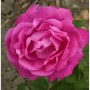 Historische Rose Ulrich Brunner Fils 30-60cm