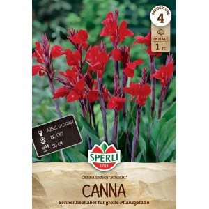 Sperli Blumenzwiebeln Blumenrohr Brillant