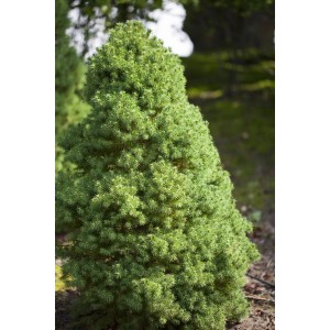 Grüne Zuckerhutfichte 'Conica' im Topf, ca. 20-30 cm hoch. Ideal als Solitärpflanze.