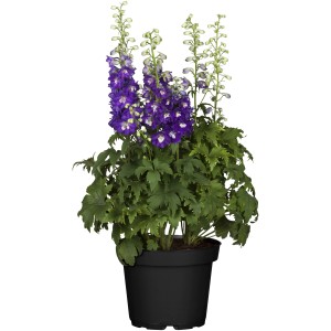 Blauer Rittersporn (Delphinium) im Topf, ca. 19 cm Ø. Blütenstände in blau und weiß.