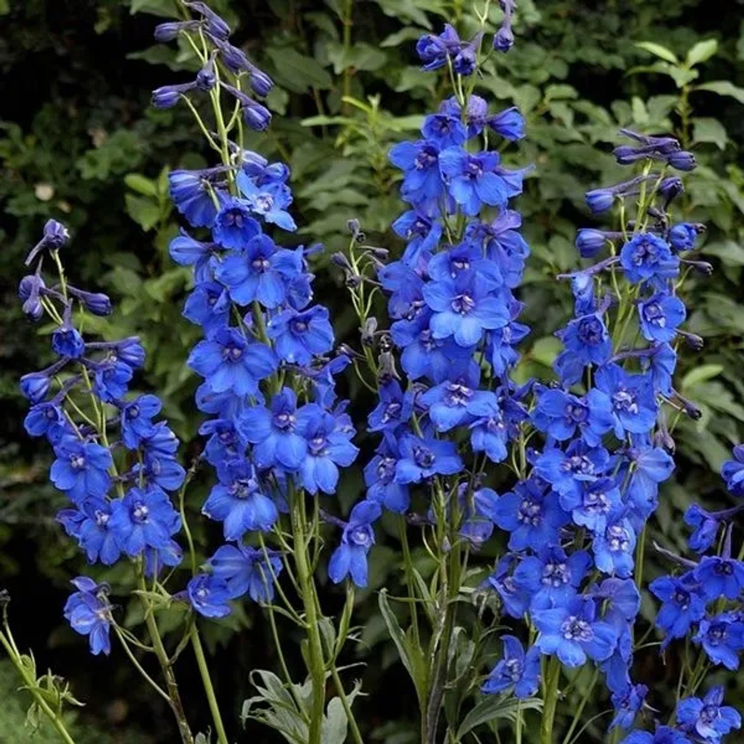 arborix 6 X Pacific-Rittersporn 'Blue Bird' Delphinium Topf 9cm Blaue Blüten