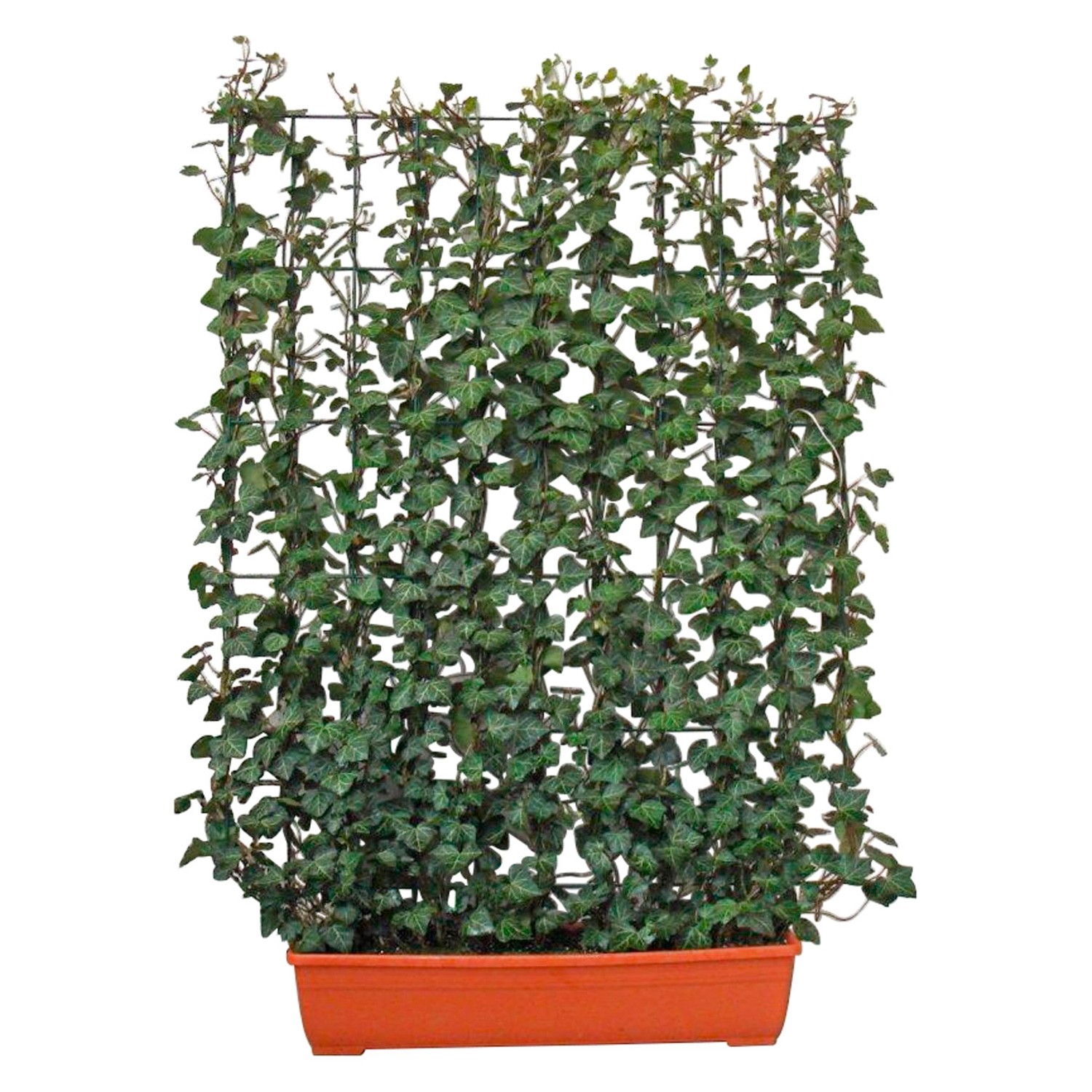 Efeu Hecke am laufenden Meter für den Balkon 130 cm hoch 100 cm breit Hedera