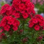 Roter Phlox im Stauden-Set für Landhaus- und Bauerngärten, Nahaufnahme der Blüten.