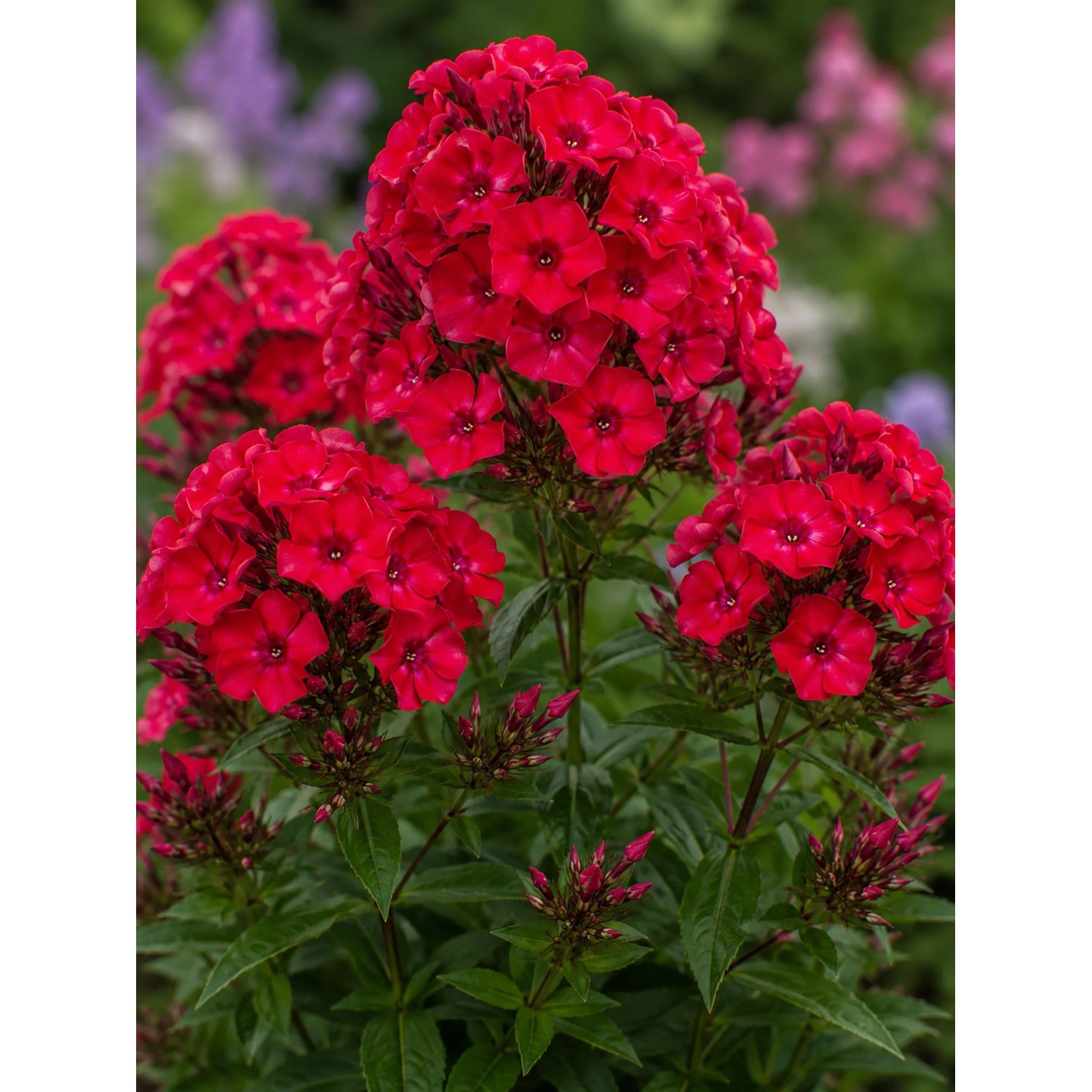 Roter Phlox im Stauden-Set für Landhaus- und Bauerngärten, Nahaufnahme der Blüten.