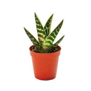 Mittelgroße Tiger-Aloe (Aloe Variegata) im 8,5cm Topf. Sukkulente mit grün-weiß gemusterten Blättern.