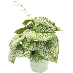 Kaukasus-Vergissmeinnicht (Brunnera macrophylla) im Topf, grüne Blätter mit silberner Zeichnung.