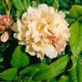 Nahaufnahme des gelben Rhododendron Yakushimanum Golden Torch mit grünen Blättern.