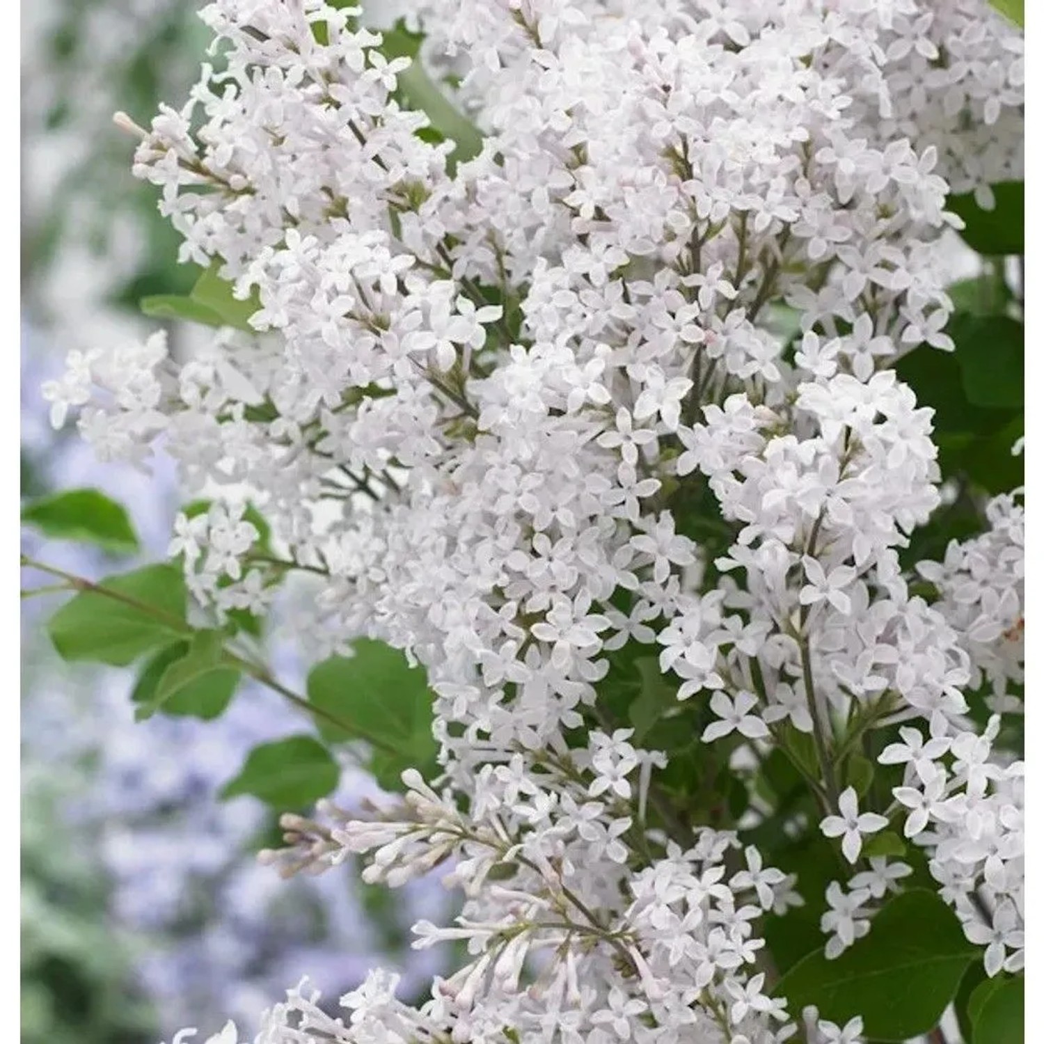 Zwergflieder FlowerfestaWhite 30-40cm - Syringa
