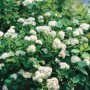 Birkenblättrige Spiere 'Tor' mit weißen Blüten, kompakter Strauch für Garten und Kübel.