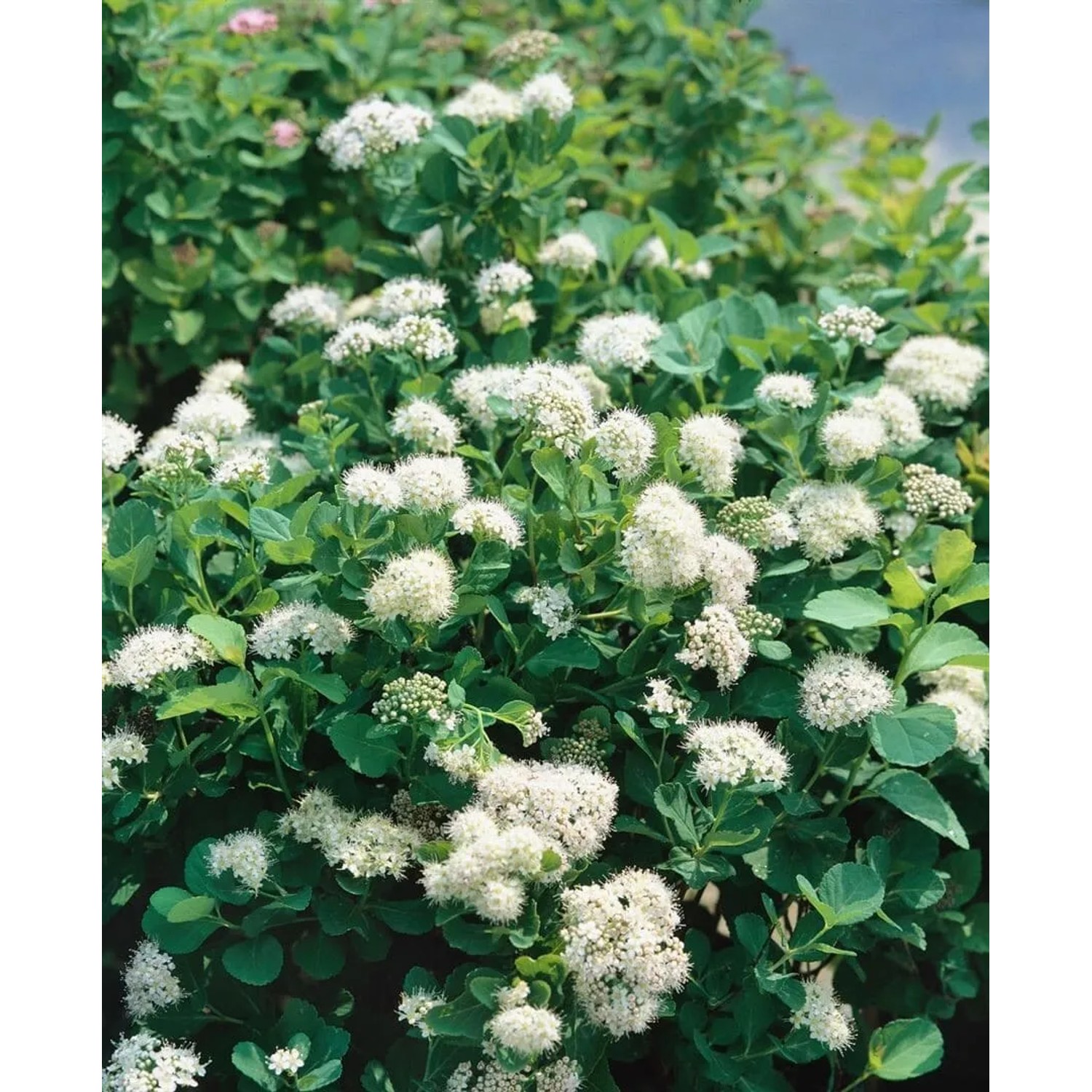 Birkenblättrige Spiere 'Tor' mit weißen Blüten, kompakter Strauch für Garten und Kübel.