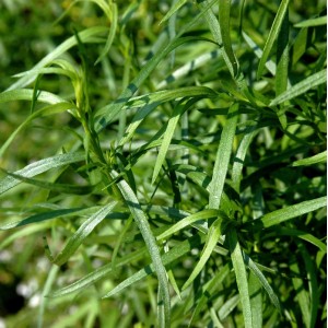 Nahaufnahme von frischem, grünem Französischen Estragon (Artemisia dracunculus).