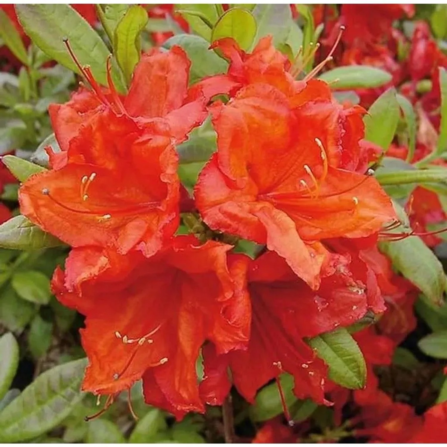 Azalee Feuerwerk 30-40cm - Rhododendron,uteum - Alpenrose